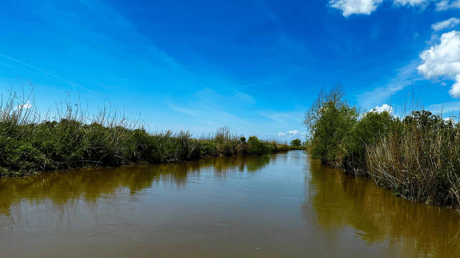 Muddy river flowing through green reeds under a bright blue sky.