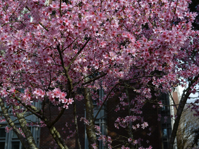 A flowering tree on the Tulane campus