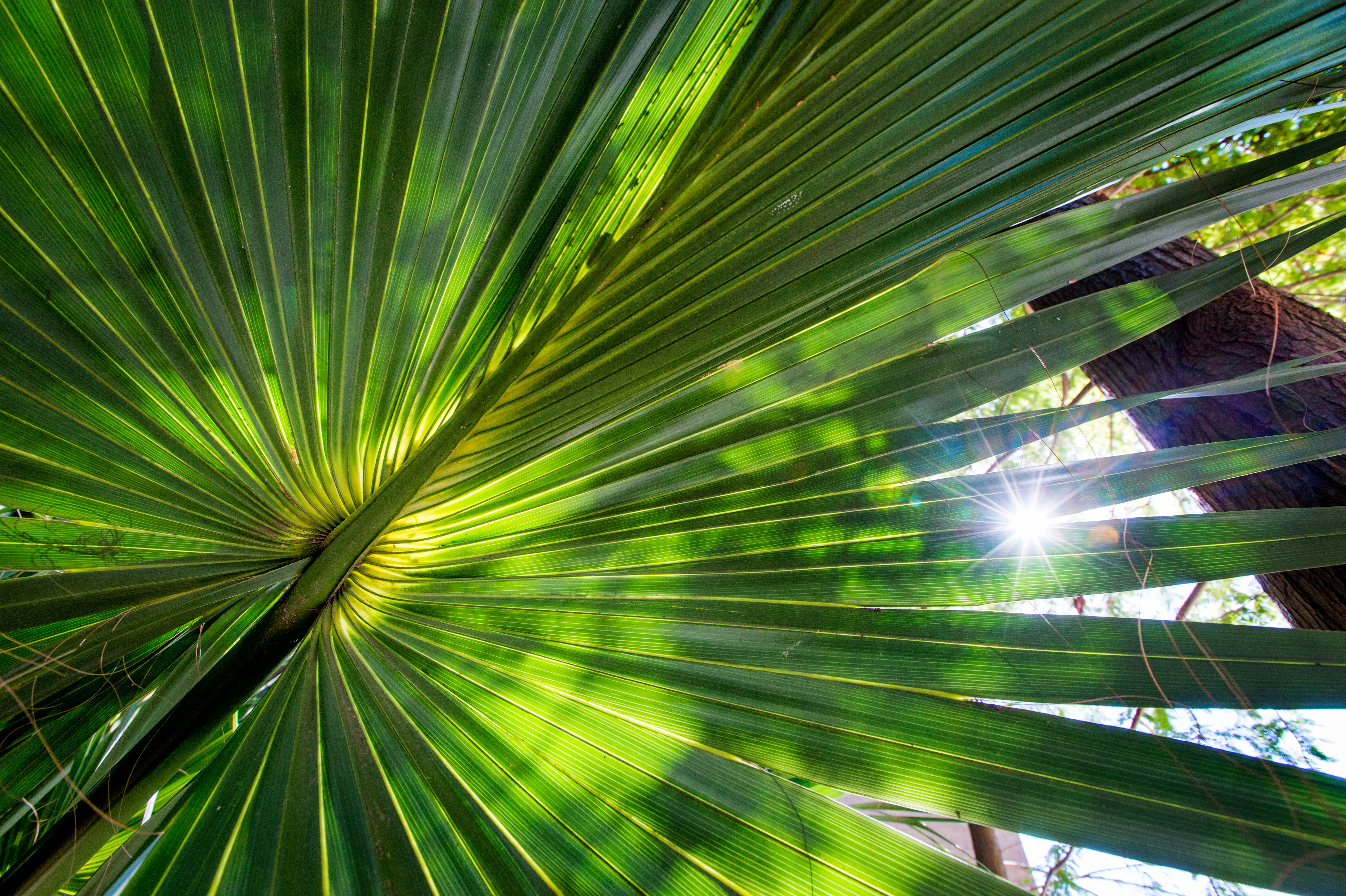The sun shines through the leaf of a dwarf palmetto bush in the Louisiana Native Garden just outside Alcee Fortier Hall on the Tulane University uptown campus. 